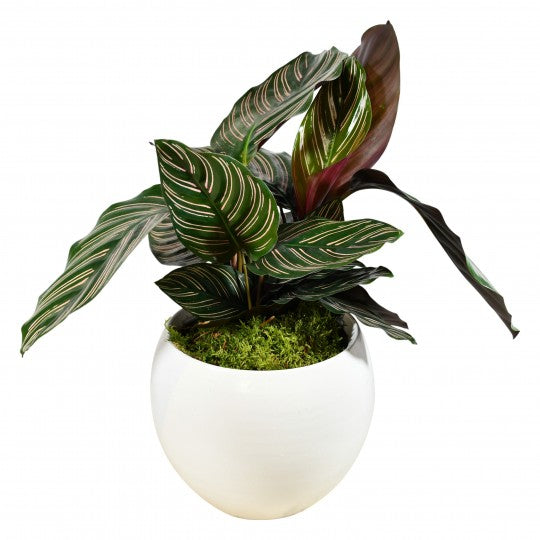 Calathea Sanderiana