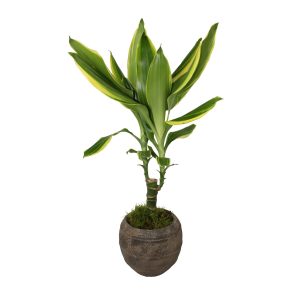 Dracaena