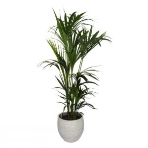 Kentia Palm In a Pot