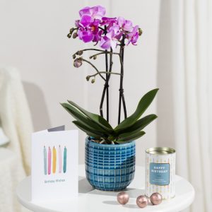 Phalaenopsis Birthday Gift