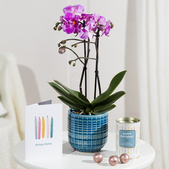 Phalaenopsis Birthday Gift