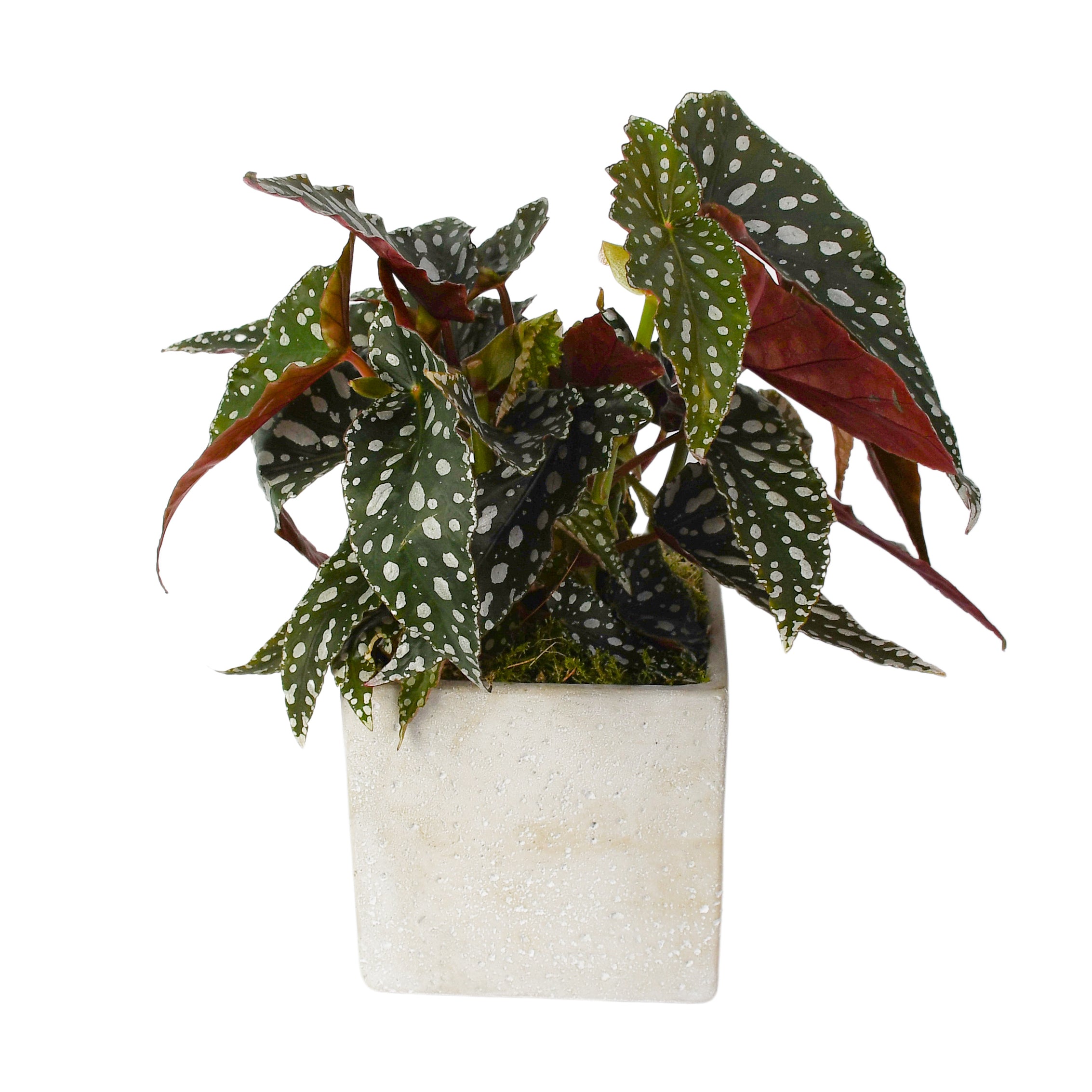 Polka Dot Begonia