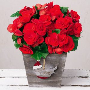 Christmas Begonia
