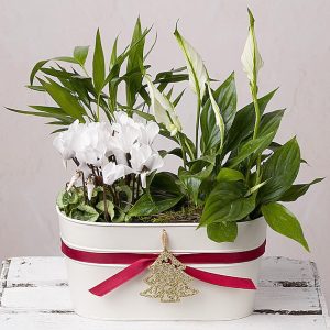Festive Planter
