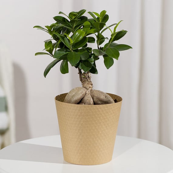 Ficus Ginseng Bonsai Plant
