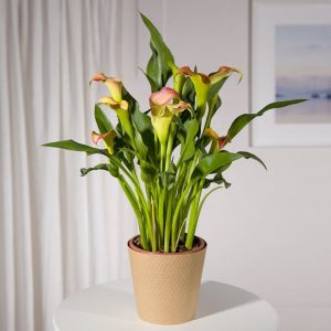 Orange Calla Lily Plant
