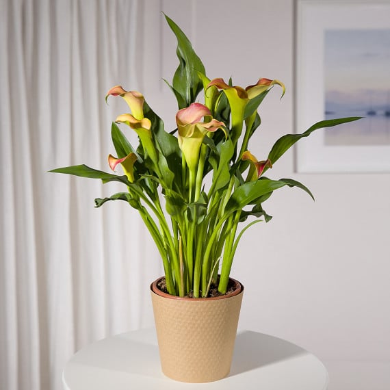 Orange Calla Lily Plant