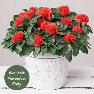 Red Azalea in Festive Zinc Pot