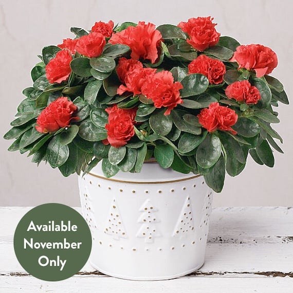 Red Azalea in Festive Zinc Pot