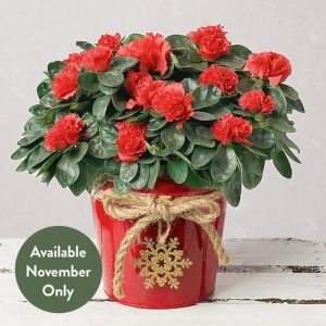 Red Azalea in Red Pot