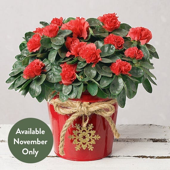 Red Azalea in Red Pot