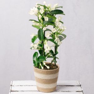 White Stephanotis in Jute Pot