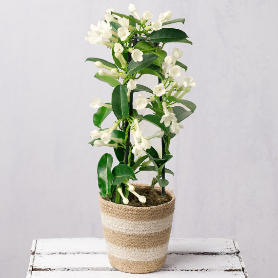 White Stephanotis in Jute Pot