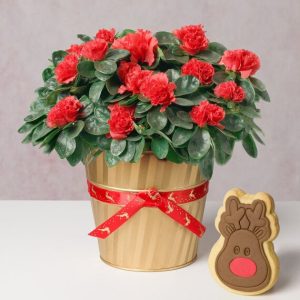 Festive Azalea Gift
